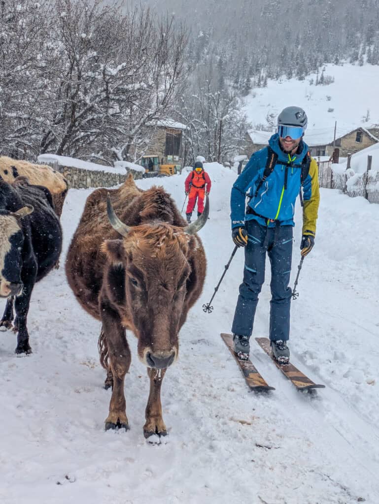 Kühe in Georgien nach der Skitour