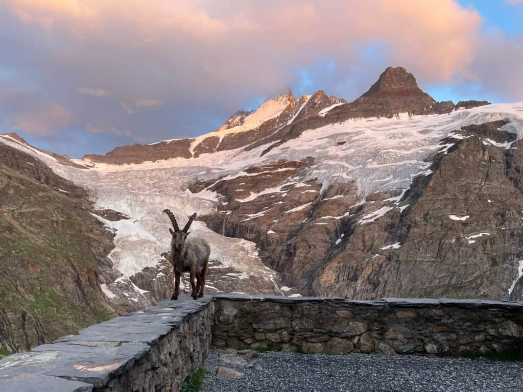 Ibexes at the Gleckstein hut